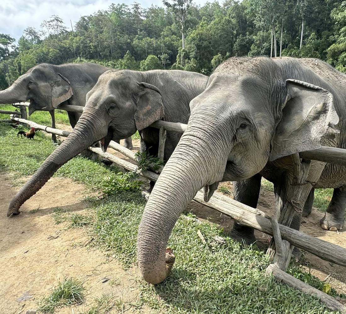 Elephant Conservation