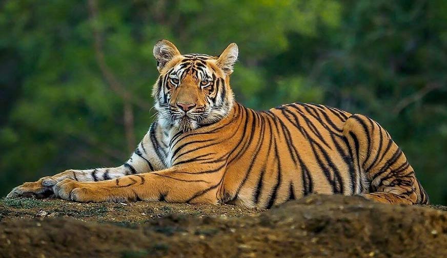 Luxury Wildlife Tours