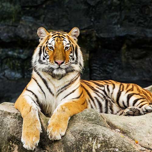 Sundarban Tiger Reserve