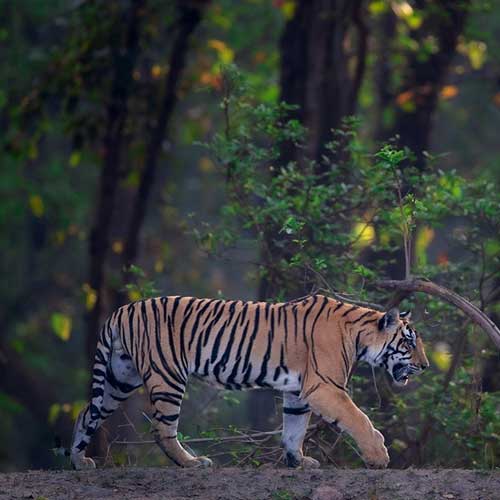 Kanha Tiger Reserve