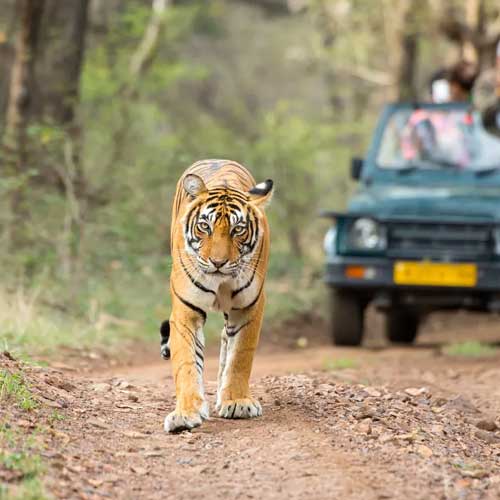 Bandipur Tiger Reserve
