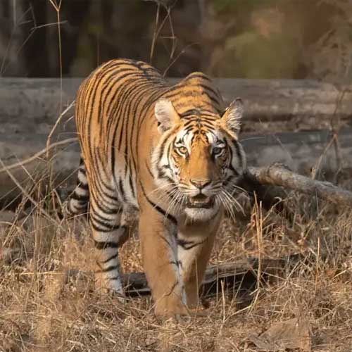 Pench Tiger Reserve