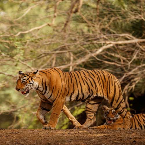 Sariska Tiger Reserve
