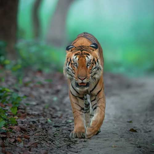 Dudba Tiger Reserve