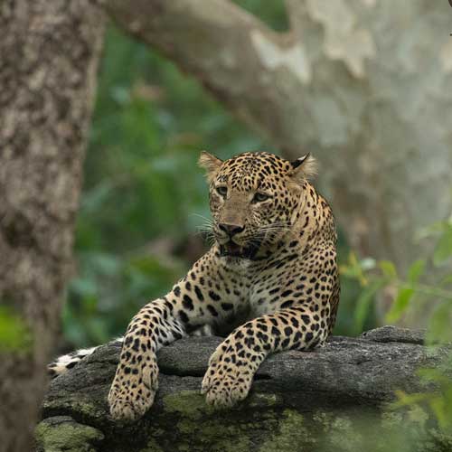 Panna Tiger Reserve