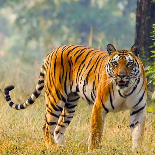Jawai Tiger Reserve