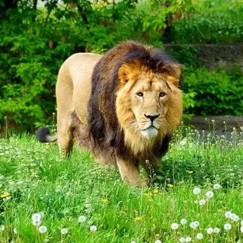 Gir National Park