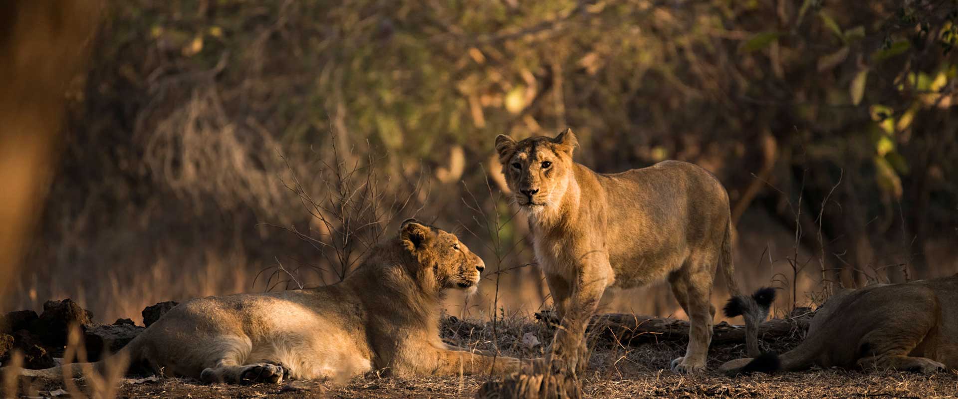 INDIA WILDLIFE SAFARI