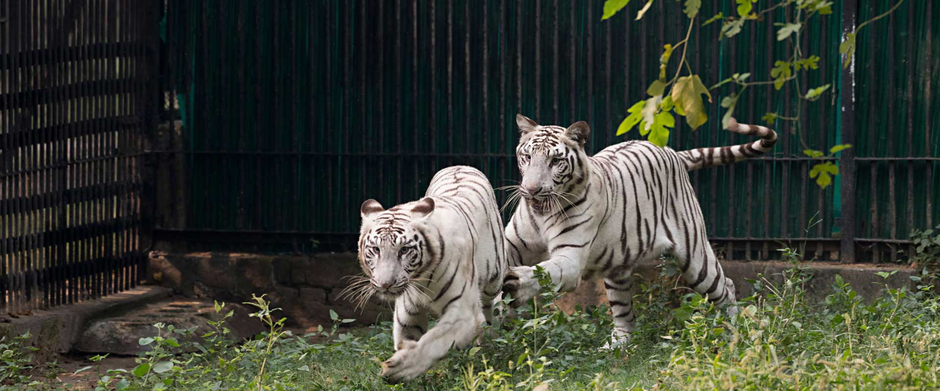 CALL OF THE JUNGLE