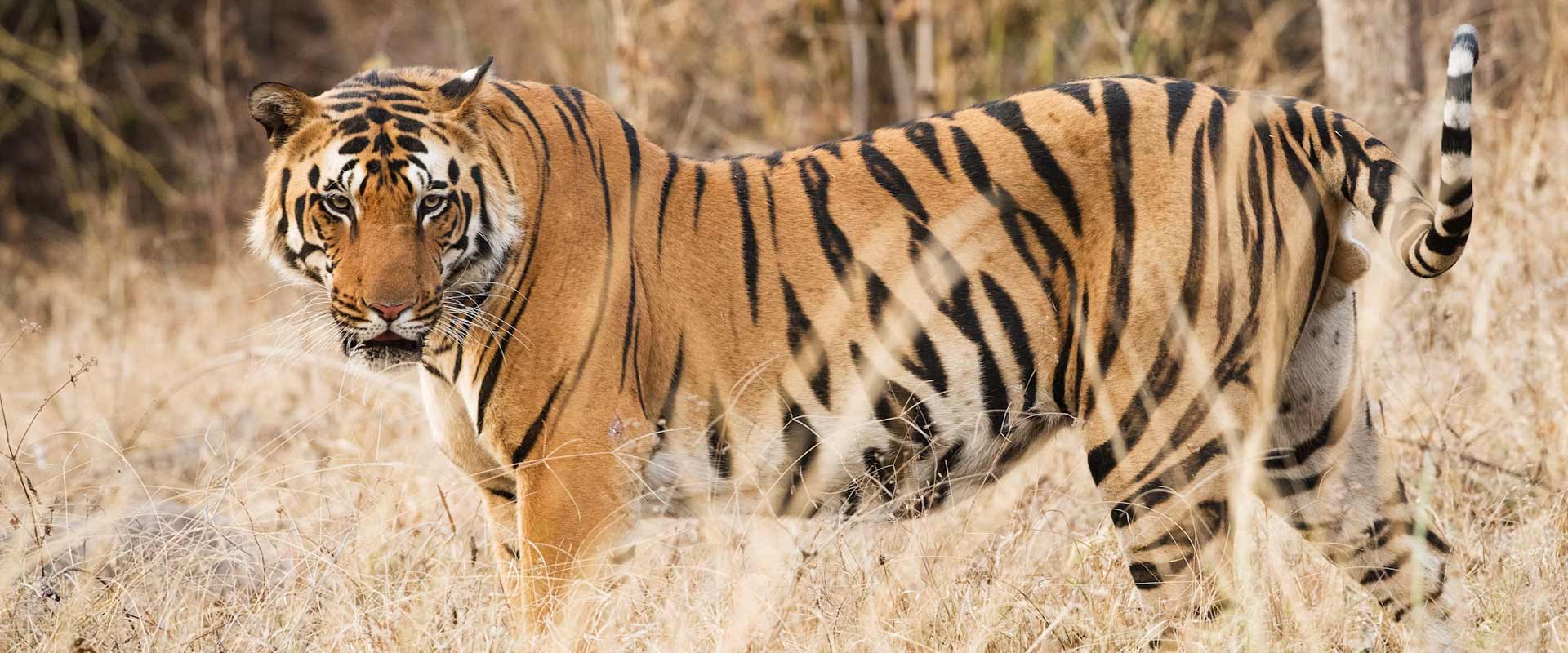 TIGER SAFARI IN CENTRAL INDIA WITH TAJ MAHAL TOUR