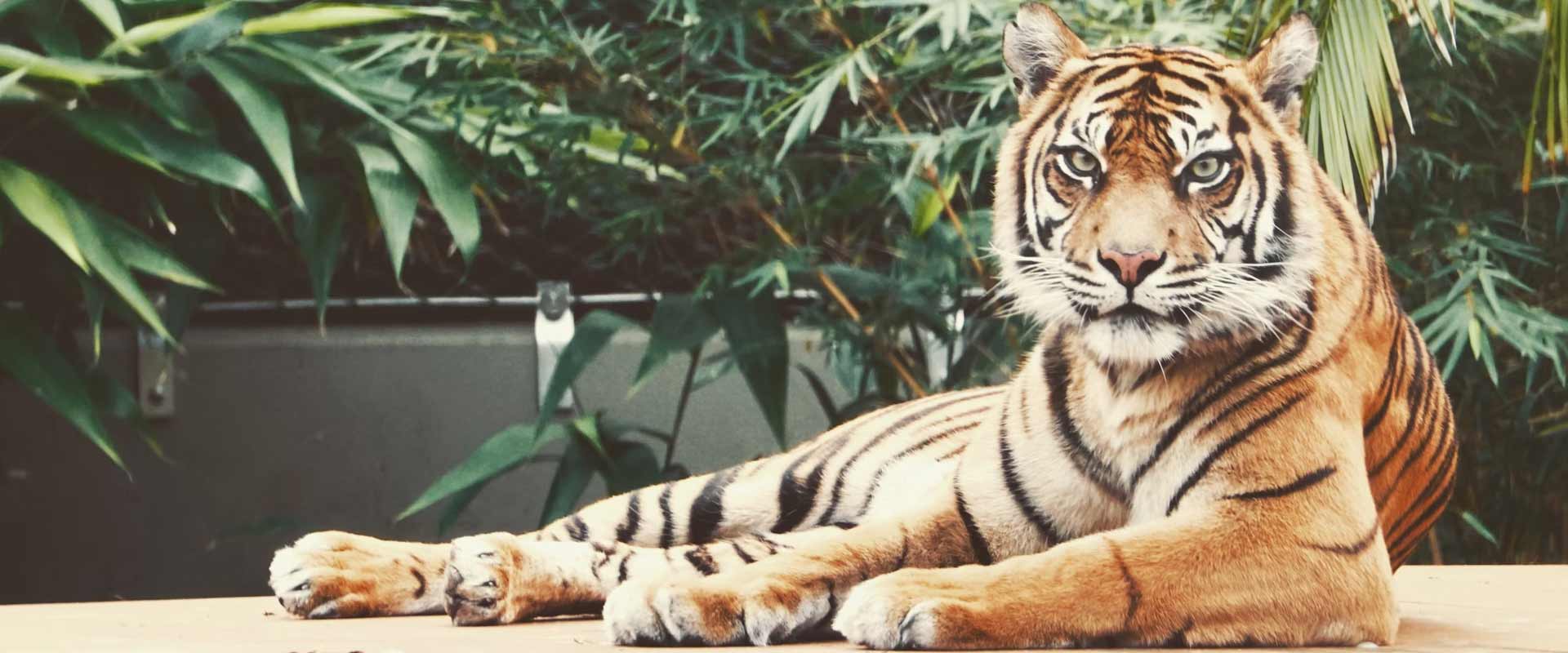 TIGER SAFARI AND BIRDING TOUR