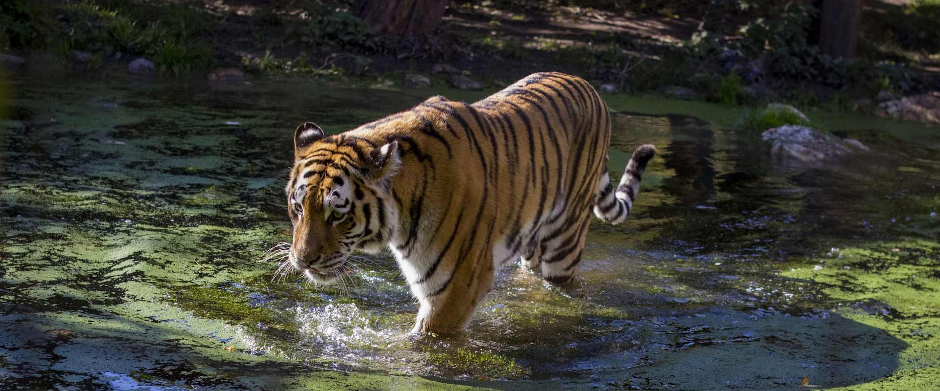 JUST TIGERS & TAJ MAHAL TOUR PACKAGE