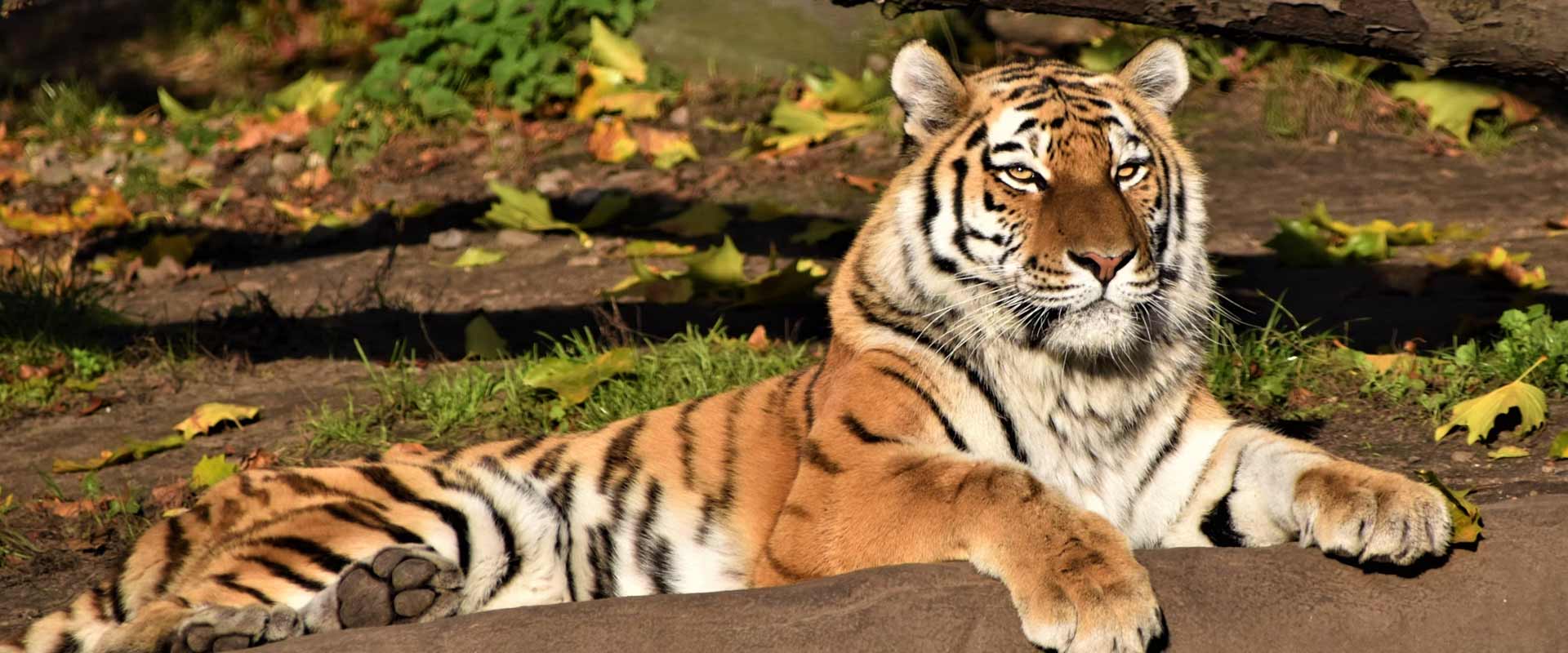 BANDHAVGARH KANHA AND KAZIRANGA SAFARI TOUR
