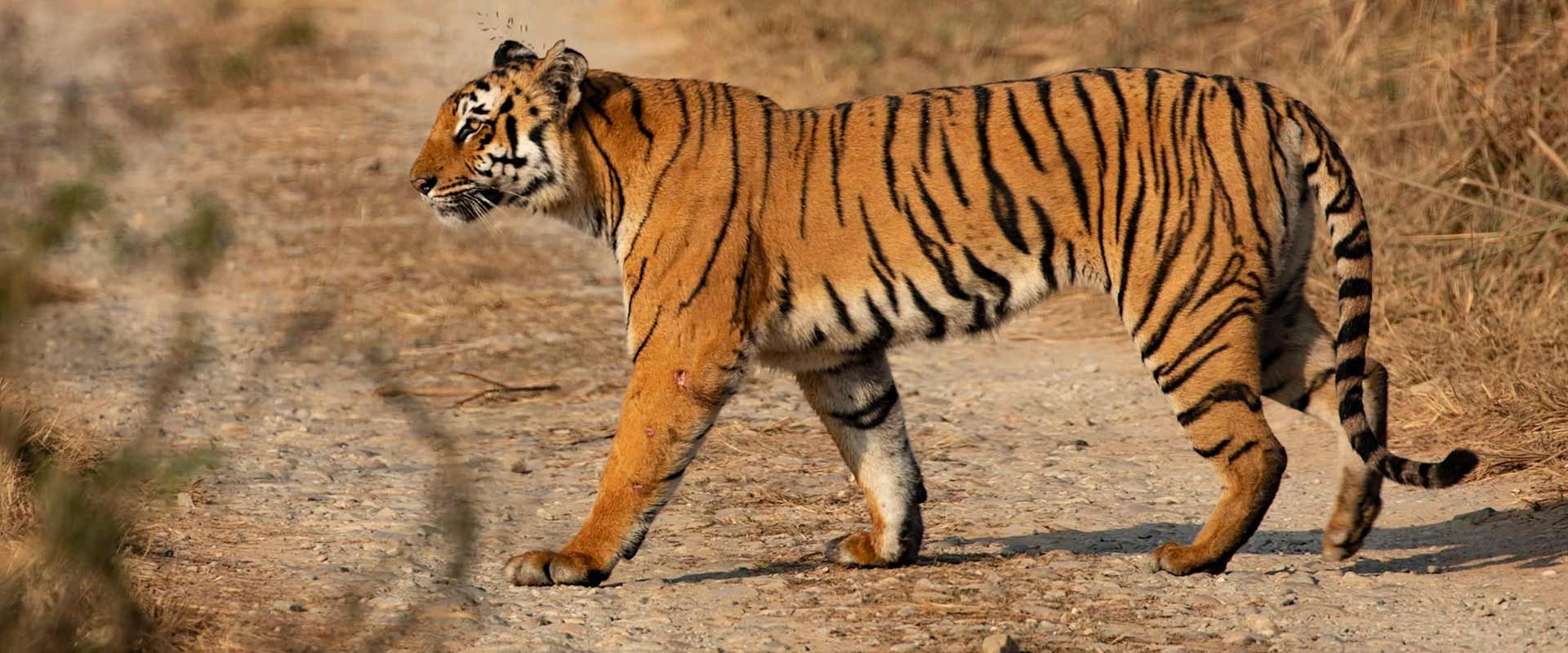 ABOUT PENCH AND TADOBA WILDLIFE TOUR