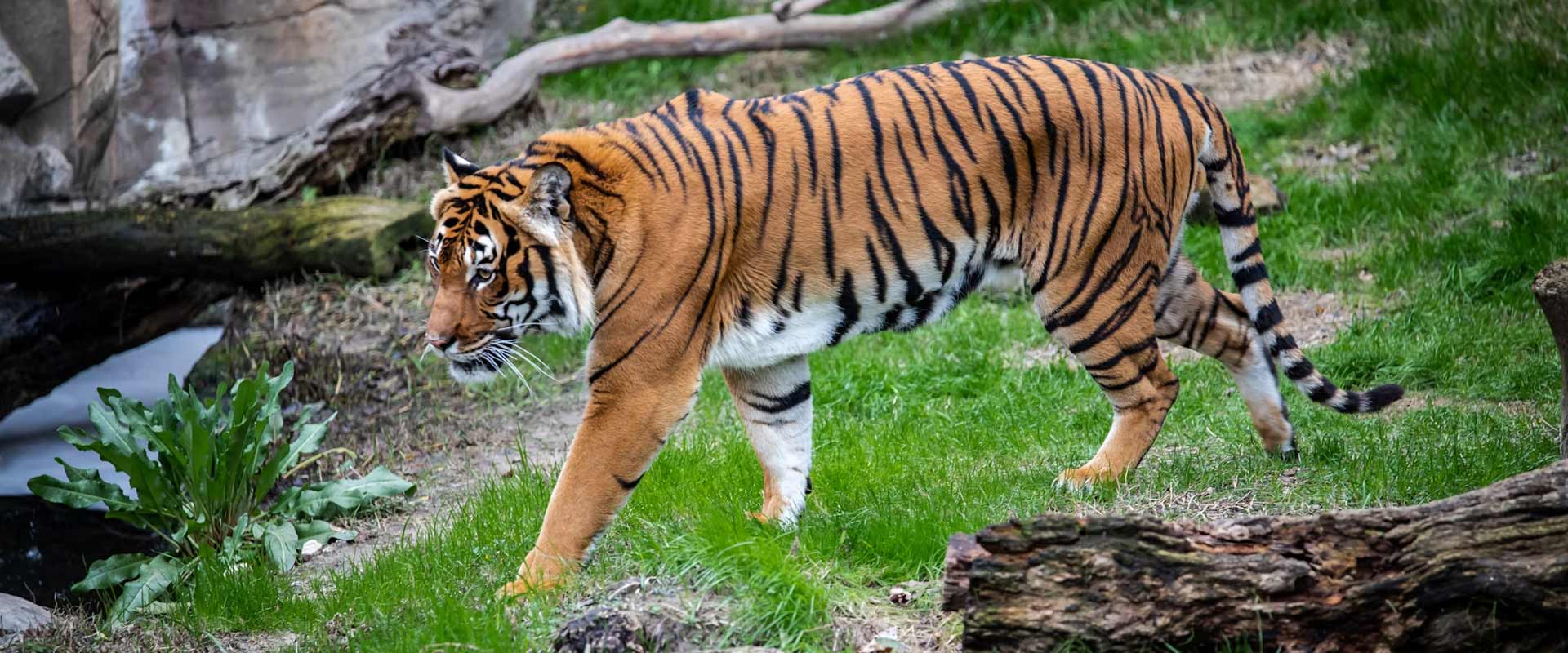 ABOUT JUST TIGERS KANHA BANDHAVGARH & PENCH TOUR