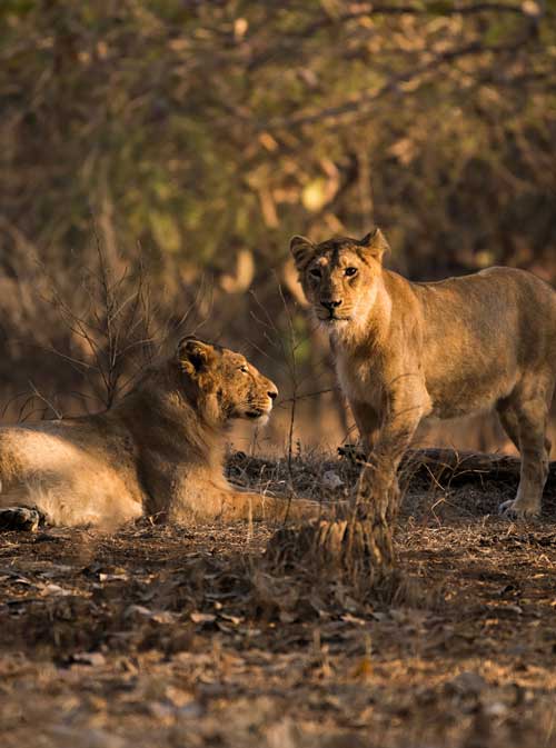 INDIA WILDLIFE SAFARI