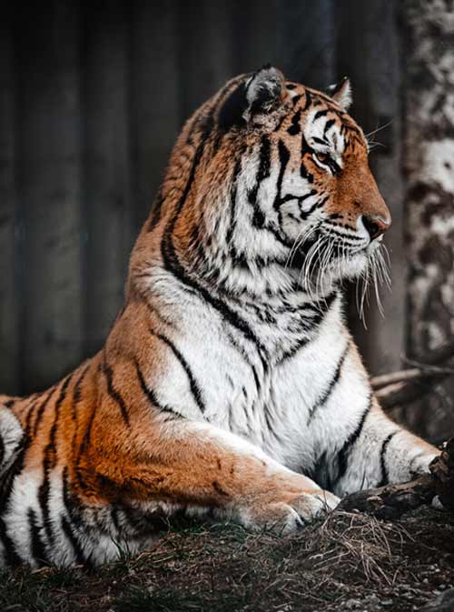 TIGER SAFARI IN CENTRAL INDIA WITH TAJ MAHAL TOUR