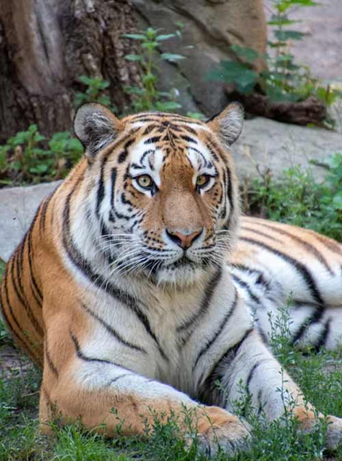 LUXURY TIGER SAFARI IN INDIA WITH GOLDEN TRIANGLE TOUR