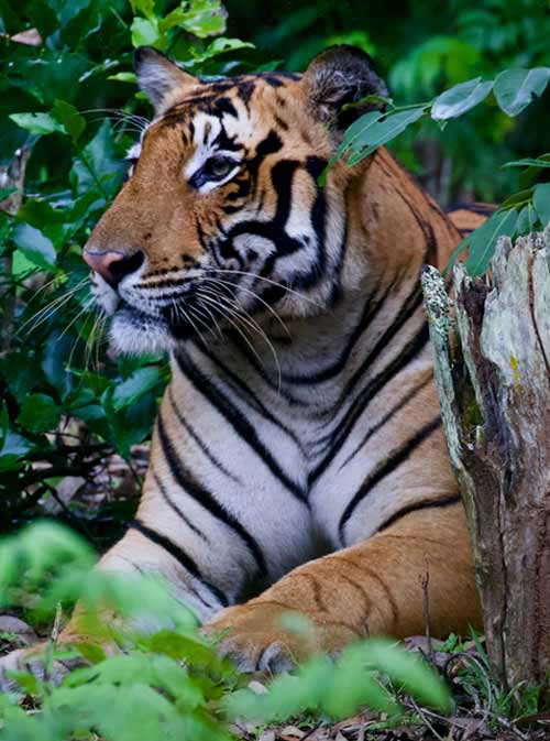 KANHA BANDHAVGARH AND CORBETT TIGER SAFARI TOUR