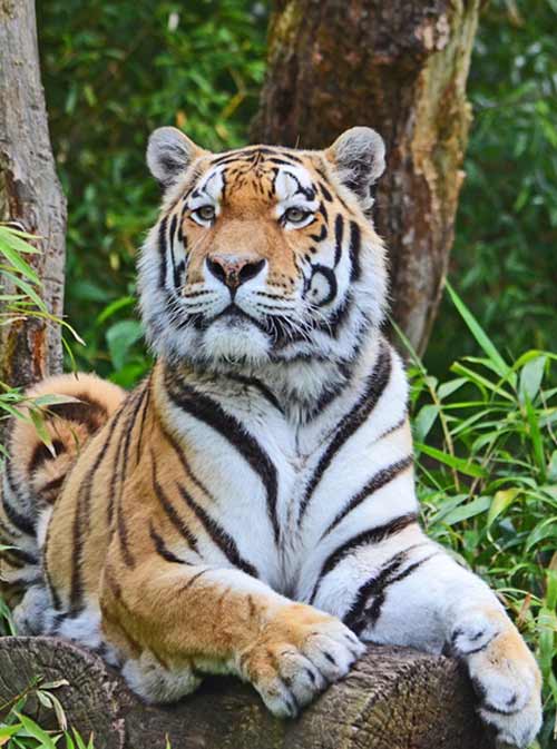 ABOUT PENCH AND TADOBA WILDLIFE TOUR