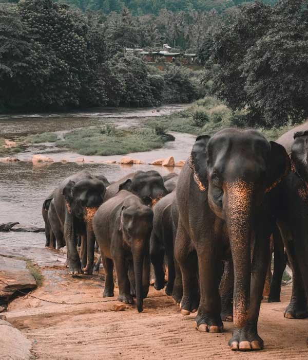 Luxury Sri Lanka Tours